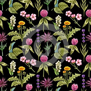 Watercolor wildflowers seamless pattern with the different meadow flowers. Clover, blue thistle, raspberry, dandelion pattern.