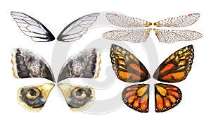 Watercolor wings of butterflies and moths photo