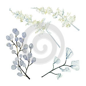 Watercolor winter branches, leaves and berries. Botanical plant, fall floral, dried flowers and dusty wildfloral elements