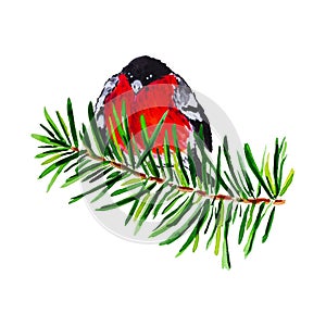 Watercolor winter bullfinch on the fir tree branch isolated