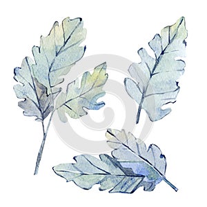 Watercolor winter collection dry of branches and leaves. Winter plants, botanical elements. Christmas set with blue leaf elements