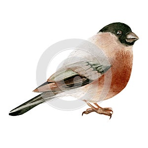 Watercolor winter forest wild animal bird. Bullfinch. Painted isolated hand drawn illustration