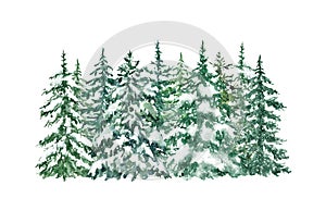 Watercolor winter pine trees forest illustration. Hand painted evergreen spruce trees with snow on branches, isolated