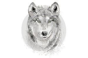 Watercolor wolf. Watercolour illustration on white background.