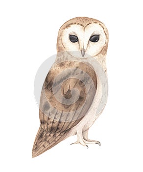 Watercolor woodland owl bird