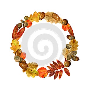 Watercolor wreath of autumn leaves and acorns. Fall composition of bright oak, rowan, aspen foliage and branches