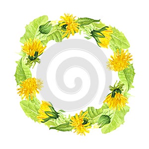 Watercolor wreath of dandelion buds and green leaves,romantic botanical illustration of summer yellow flowers