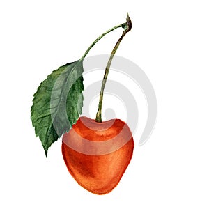 Watercolor yellow cherry with leaf. Hand drawn food illustration on white background. For design, textile and background.