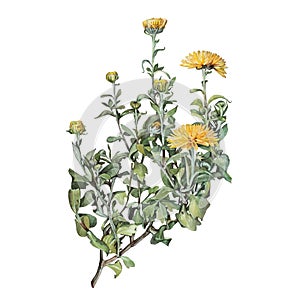 Watercolor yellow chrysanthemum with green leaves isolated on white background. Vintage hand-drawn branch with flower