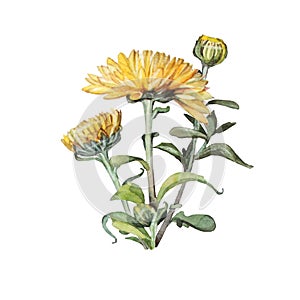 Watercolor yellow chrysanthemum with green leaves isolated on white background. Vintage hand-drawn branch with flower