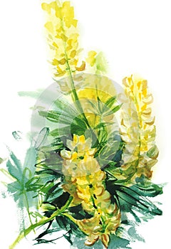 Watercolor yellow lupines