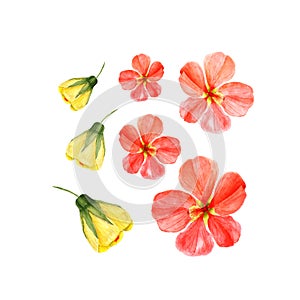 Watercolor yellow and red mallow flowers on white. Abutilon