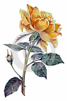Watercolor yellow rose with button. Hand painted illustration.