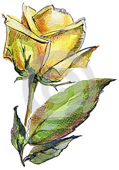 Watercolor yellow rose. Hand painted illustration.