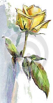 Watercolor yellow rose with white vase. Hand painted illustration.