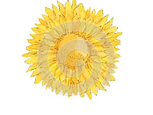 Watercolor yellow sunflower isolated on the white background