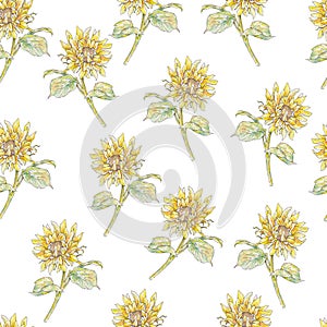 Watercolor yellow sunflower isolated on white background. Handwork flowers draw. Seamless pattern for design