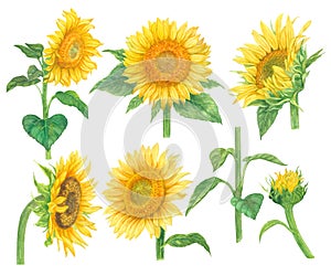 Watercolor yellow sunflower paint illustration with clipping parts isolated on white background