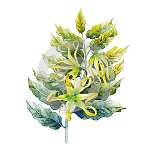 Watercolor ylang ylang