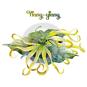 Watercolor ylang ylang