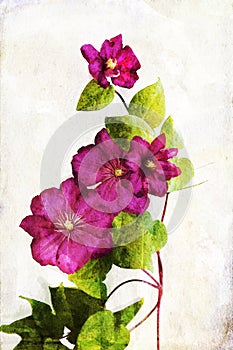 Watercolored crimson clematis