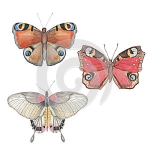 Watercolour Butterflies 3 Individual Butterfly Hand Painted Insects