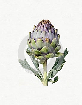 watercolor drawing of vegetables, healthy food, vegetarian food, artichoke