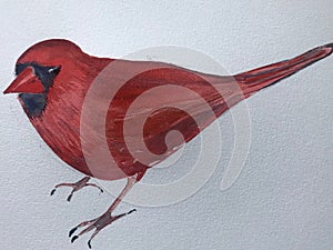 Watercolour of Cardinal on white paper