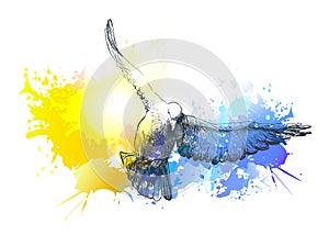 Watercolour doves birds flying, colourful vector painting. Birds flight photo