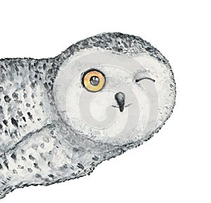 Watercolour drawing of cute winking snowy owl, peeking around the corner.