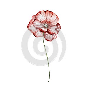 Watercolour drawing of Ukranian wildflower poppy photo