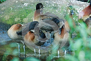 Watercolour ducks