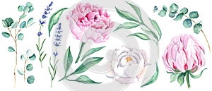 Watercolour floral set isolated on white background. White and pink peonies buttons, green leaves, eucalyptus and