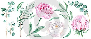 Watercolour floral set isolated on white background. White and pink peonies buttons, green leaves and eucalyptus