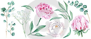 Watercolour floral set isolated on white background. White and pink peonies, green leaves, eucalyptus and gypsophila