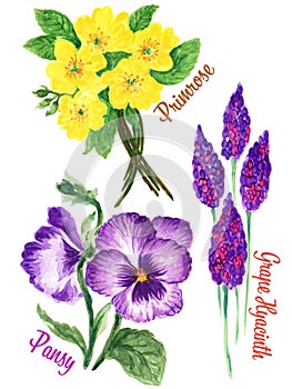 Watercolour Gouache hand drawn spring and summer primula Pansy and Grape Hyacinth Flower illustration