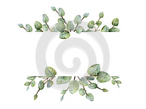 Watercolour green eucalyptus banner on white background.