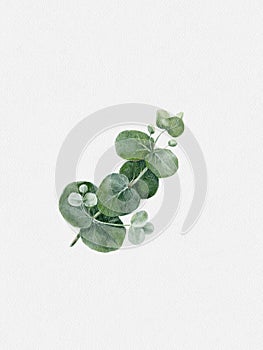 Watercolour hand paint eucalyptus baby blue round leaves and branches. Illustration silver dollar elements isolated on white