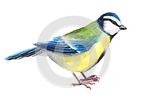 Watercolour hand painted bird titmouse. Bright tit illustration isolated element on white background.