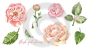 Watercolour hand painted floral set. Blush pink ranunculus, english roses and green leaves, isolated