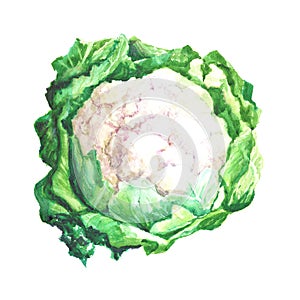 Watercolour hand painted illustration of cauliflower.