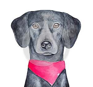 Watercolour illustration of Black Golden Flat-Coated Retriever Dog wearing bright pink bandana on neck.