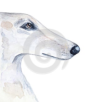 Watercolour illustration of Borzoi Hunting Sighthound.