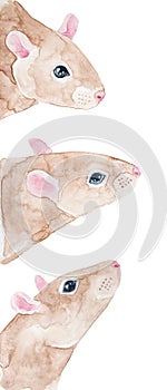 Watercolour illustration collection of various rats of beige color and beautiful black eyes.