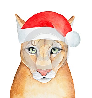 Watercolour illustration of Cougar, Mountain Lion wearing bright red Santa`s Hat.