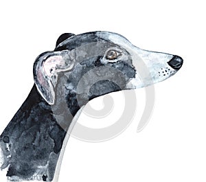 Watercolour illustration of cute black and white whippet puppy looking above with brown romantic eyes.