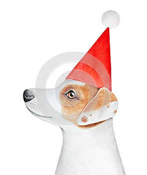 Watercolour illustration of cute smiling Jack Russel Terrier wearing bright red party cap with white fluffy pom-pon.