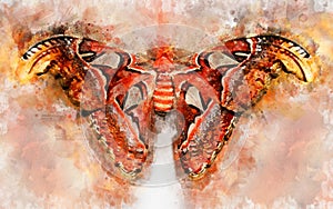 Watercolour illustration of exotical Atlas moth