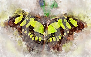 Watercolour illustration of exotical malachite butterfly