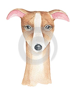 Watercolour illustration of little dog face in beige, brown fawn and brindle.